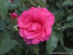 Frederyk Chopin-6.jpg